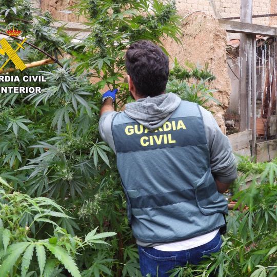 Tres detenidos y 155 kilos de droga intervenidos en plantaciones de La Bañeza y Jamuz Tres detenidos y 155 kilos de droga intervenidos en plantaciones de La Bañeza y Jamuz