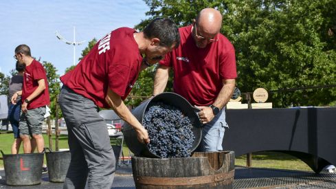 Concurso de pisada de uva del Ponfevin en La Rosaleda (1)