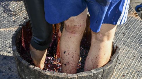Concurso de pisada de uva del Ponfevin en La Rosaleda (30) Concurso de pisada de uva del Ponfevin en La Rosaleda (30)