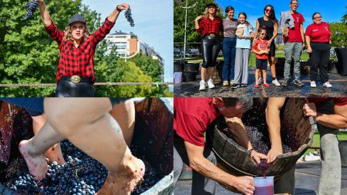 Concurso de pisada de uva del Ponfevin en La Rosaleda