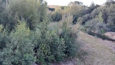 Tramo del Boeza a su paso por Villaverde de los Cestos Tramo del Boeza a su paso por Villaverde de los Cestos