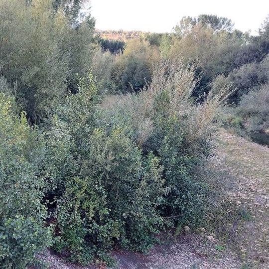 Tramo del Boeza a su paso por Villaverde de los Cestos Tramo del Boeza a su paso por Villaverde de los Cestos