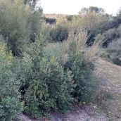Tramo del Boeza a su paso por Villaverde de los Cestos