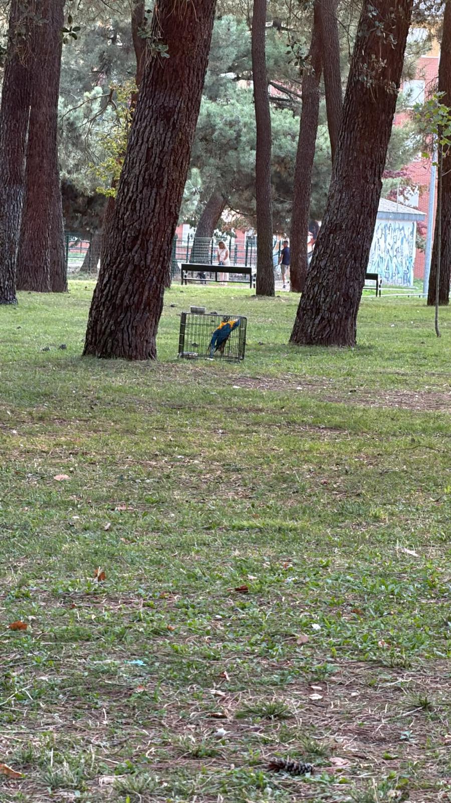 Especie similar al Guacamayo para intentar atraer su atención