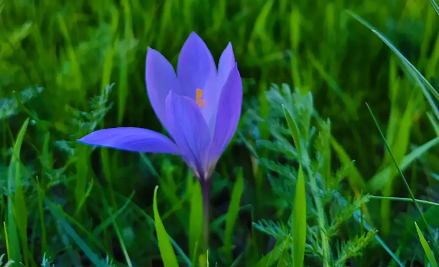 Flor Encurtiamerendas en Ancares | Foto: Instagram de Valle de Ancares Flor Encurtiamerendas en Ancares | Foto: Instagram de Valle de Ancares