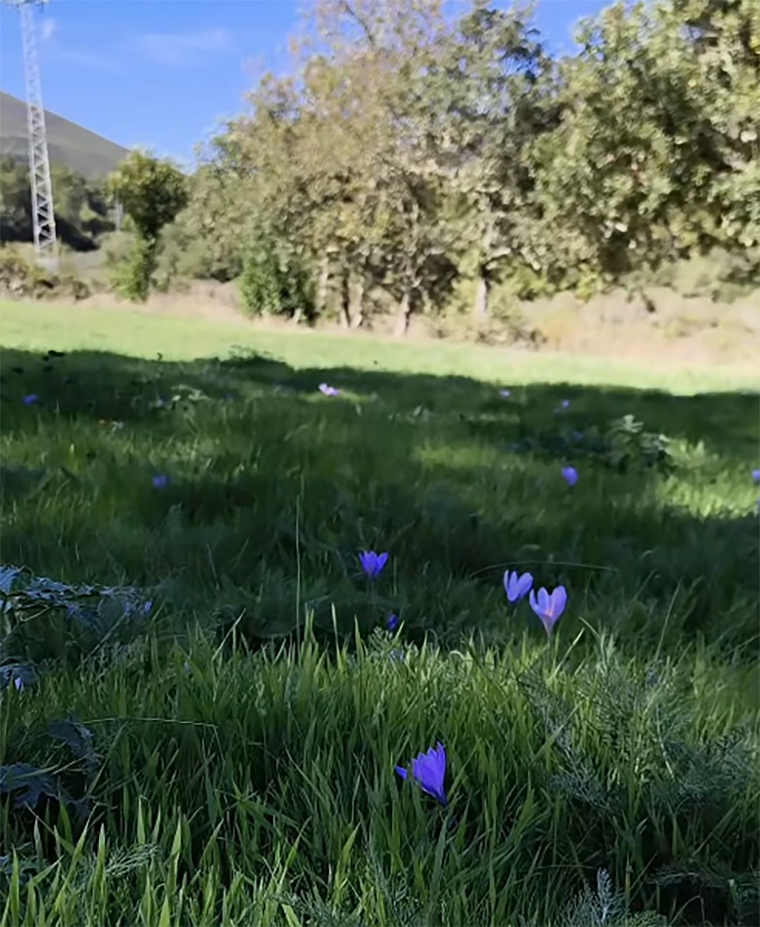 Flor Encurtiamerendas en Ancares | Foto: Instagram de Valle de Ancares Flor Encurtiamerendas en Ancares | Foto: Instagram de Valle de Ancares