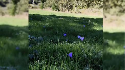 Flor Encurtiamerendas en Ancares | Foto: Instagram de Valle de Ancares