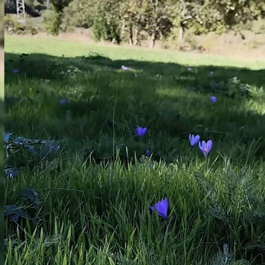Flor Encurtiamerendas en Ancares | Foto: Instagram de Valle de Ancares