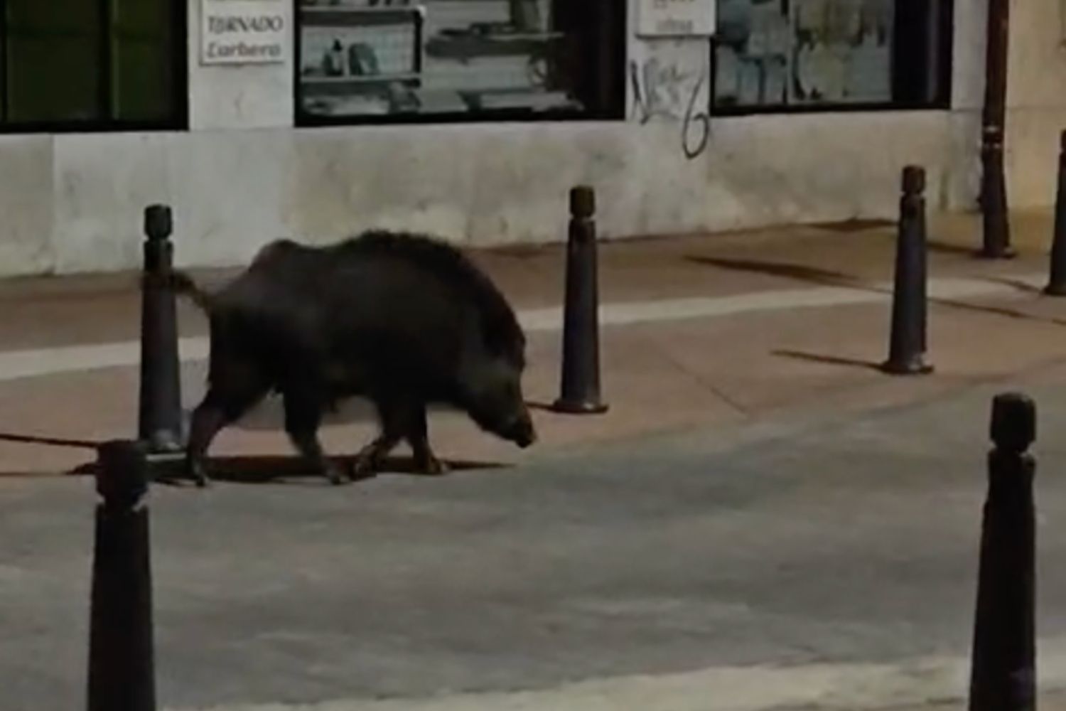 Un jabalí de grandes dimensiones se pasea hasta pleno Mercado de Abastos en Ponferrada y cruza la 'arteria' de Pérez Colino Un jabalí de grandes dimensiones se pasea hasta pleno Mercado de Abastos en Ponferrada y cruza la 'arteria' de Pérez Colino