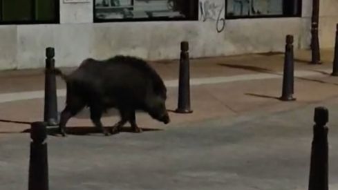 Un jabalí de grandes dimensiones se pasea hasta pleno Mercado de Abastos en Ponferrada y cruza la 'arteria' de Pérez Colino | Cedida a InfoBierzo Un jabalí de grandes dimensiones se pasea hasta pleno Mercado de Abastos en Ponferrada y cruza la 'arteria' de Pérez Colino | Cedida a InfoBierzo