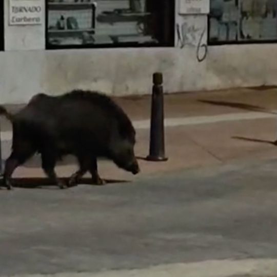 Un jabalí de grandes dimensiones se pasea hasta pleno Mercado de Abastos en Ponferrada y cruza la 'arteria' de Pérez Colino | Cedida a InfoBierzo