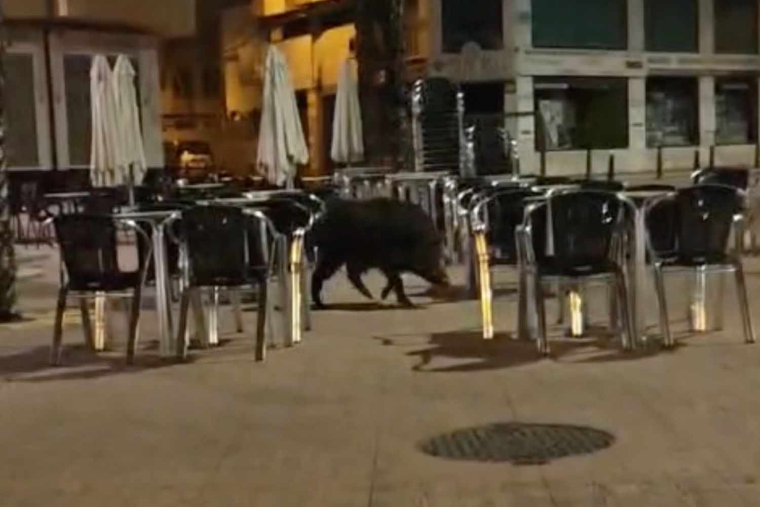 Jabalí entre una terraza de un local hostelero en Ponferrada Jabalí entre una terraza de un local hostelero en Ponferrada