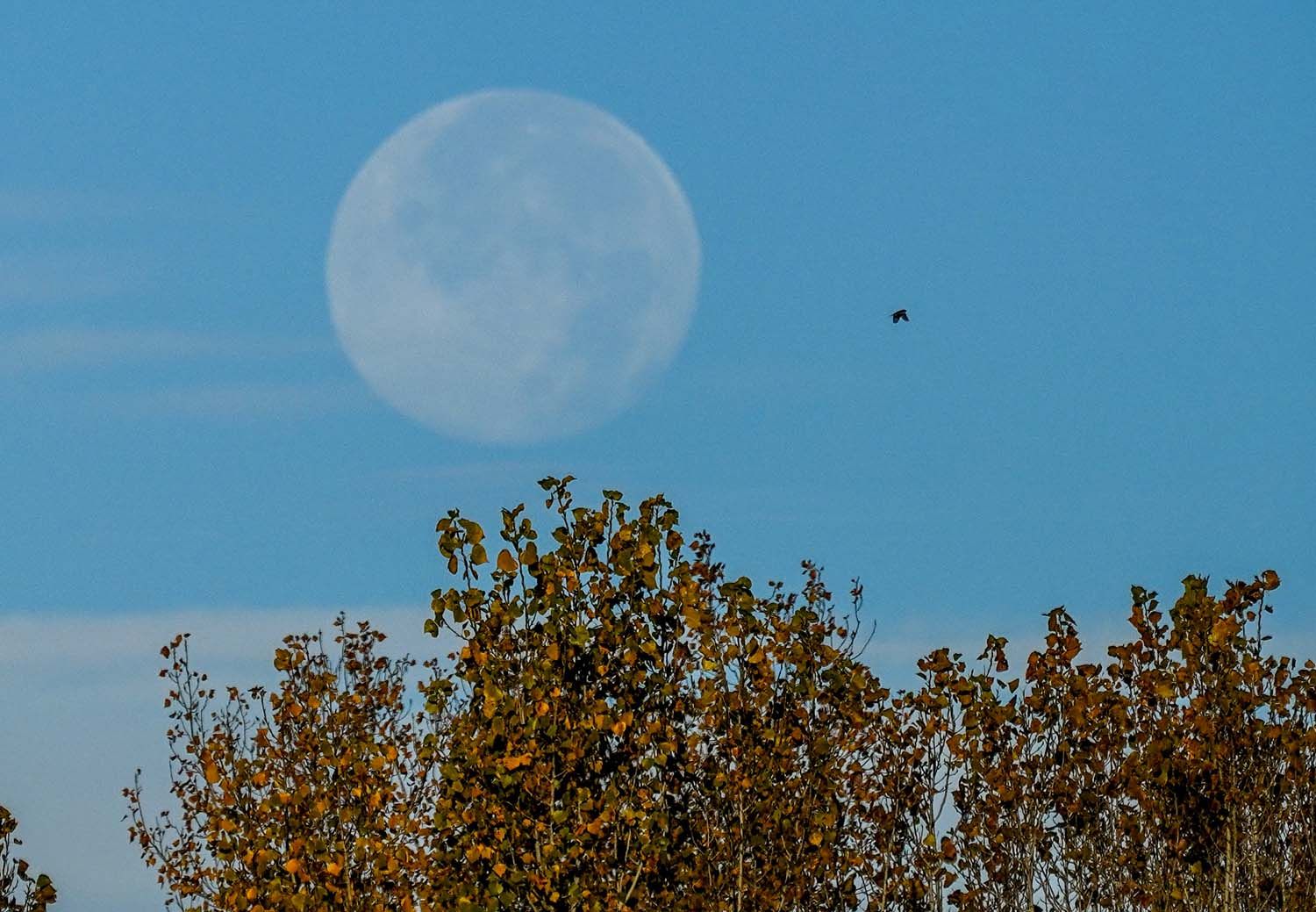 César Sánchez ICAL Luna llena al amanecer en El Bierzo (3) César Sánchez ICAL Luna llena al amanecer en El Bierzo (3)