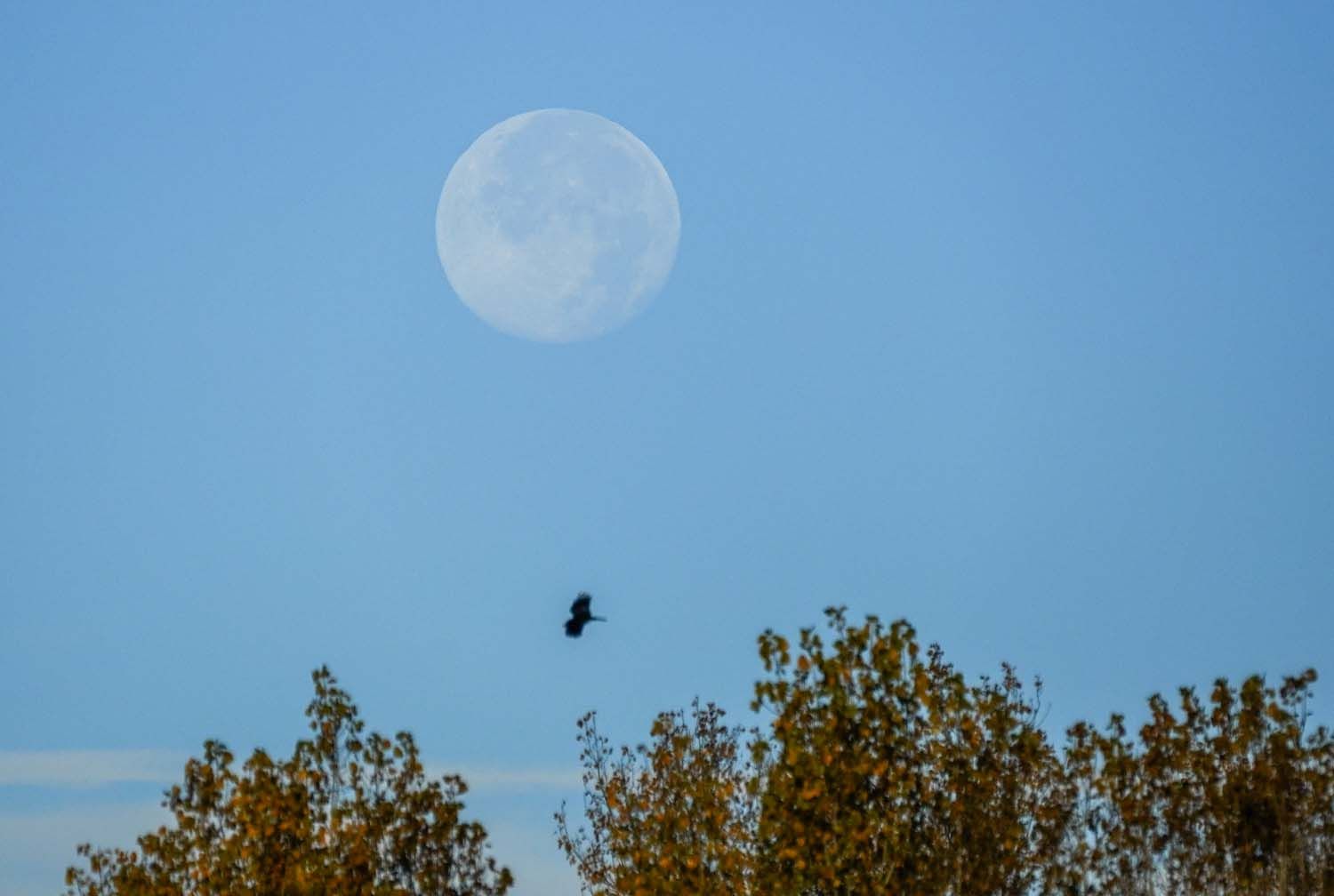 César Sánchez ICAL Luna llena al amanecer en El Bierzo (8) César Sánchez ICAL Luna llena al amanecer en El Bierzo (8)