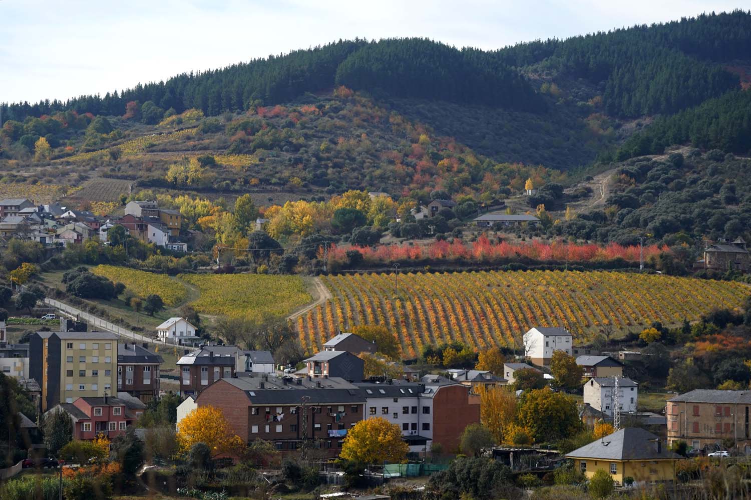 Otoño en El Bierzo César Sánchez ICAL(13) Otoño en El Bierzo César Sánchez ICAL(13)
