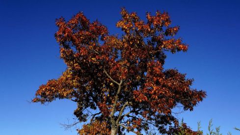 Otoño en El Bierzo César Sánchez ICAL (12) Otoño en El Bierzo César Sánchez ICAL (12)