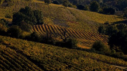 Otoño en El Bierzo César Sánchez ICAL (18) Otoño en El Bierzo César Sánchez ICAL (18)