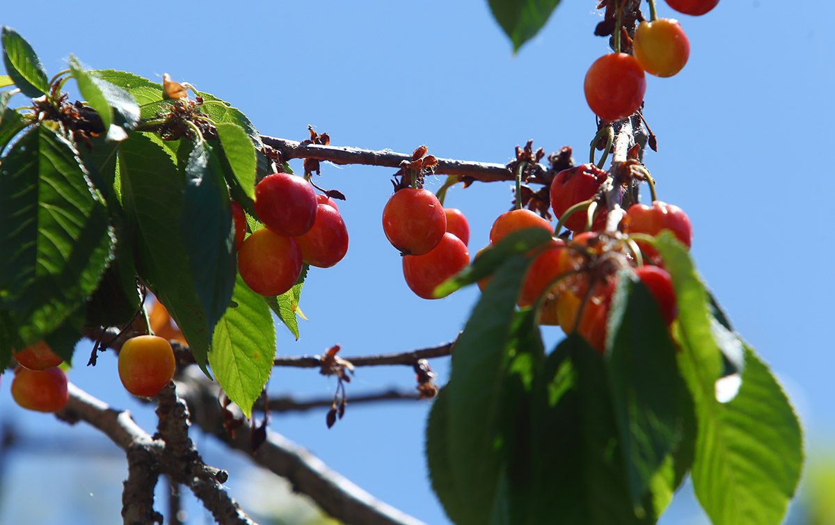 cereza (3)1 cereza (3)1