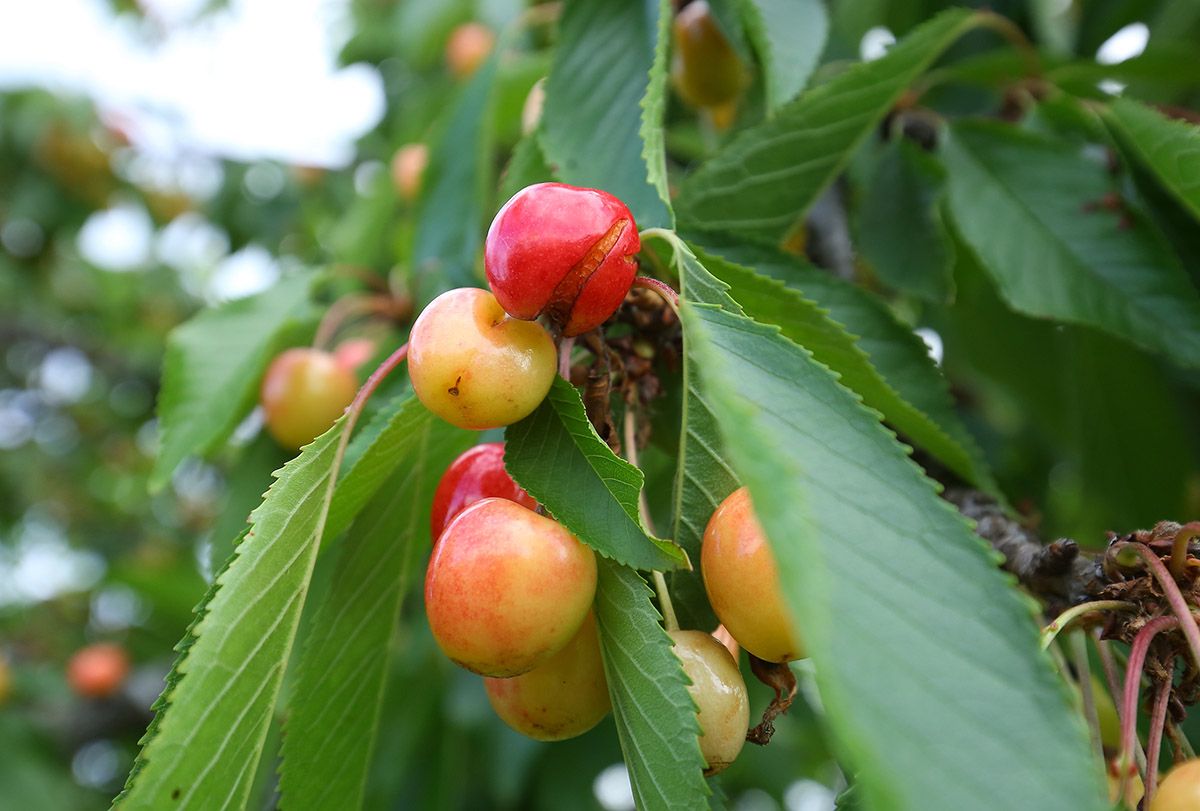 Cereza del Bierzo