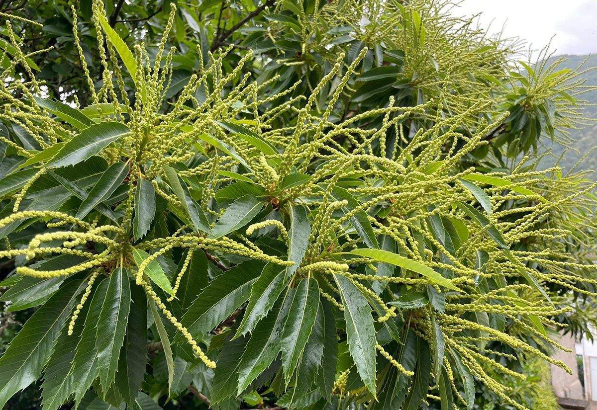floracion castana bierzo floracion castana bierzo