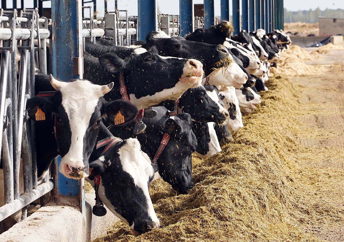 Explotación de ganado bovino para la producción de leche de El Cantón