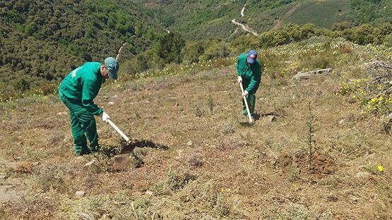 Imagen de las labores de replantación