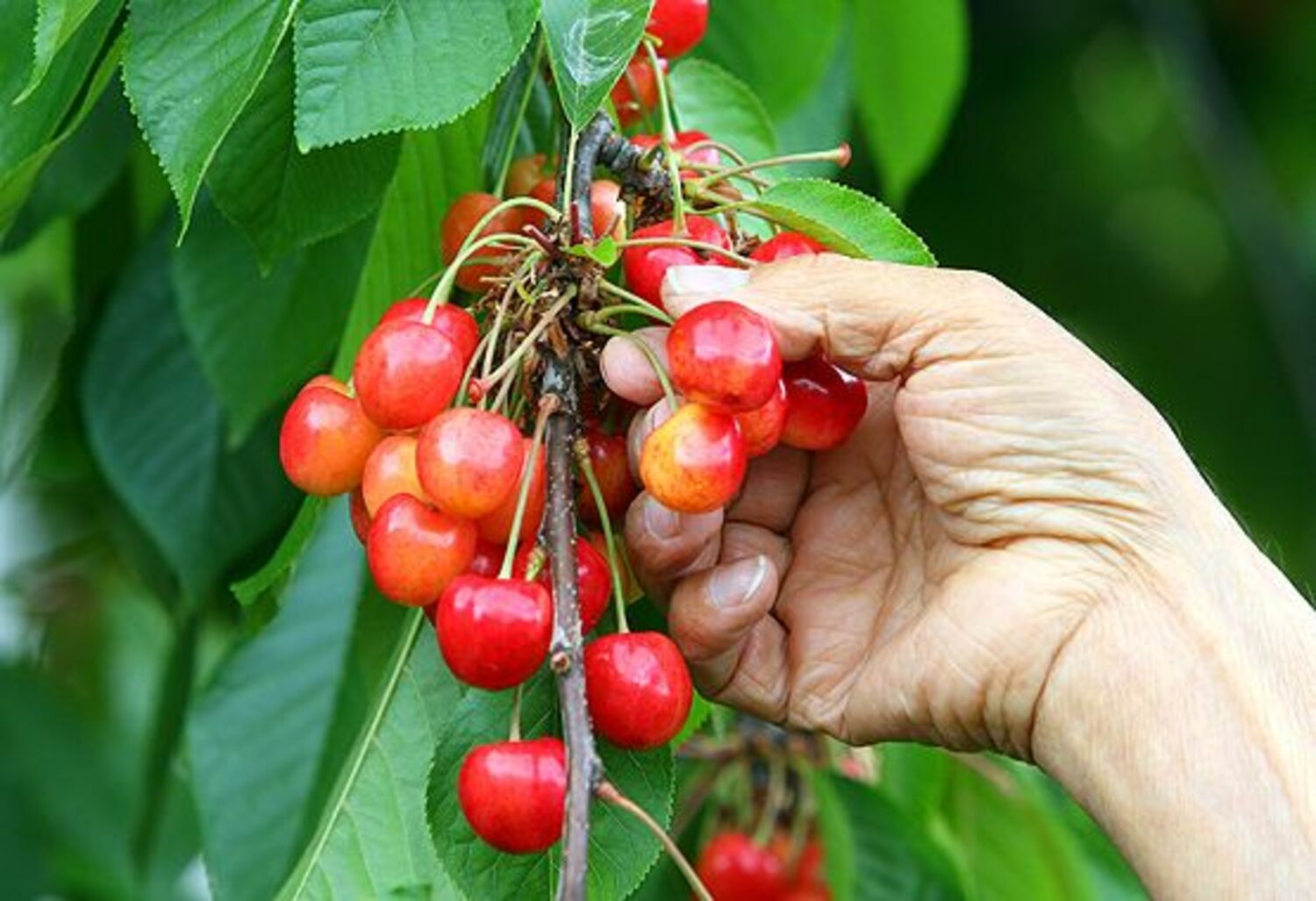Recogida de cereza esta temporada en El Bierzo (César Sánchez)