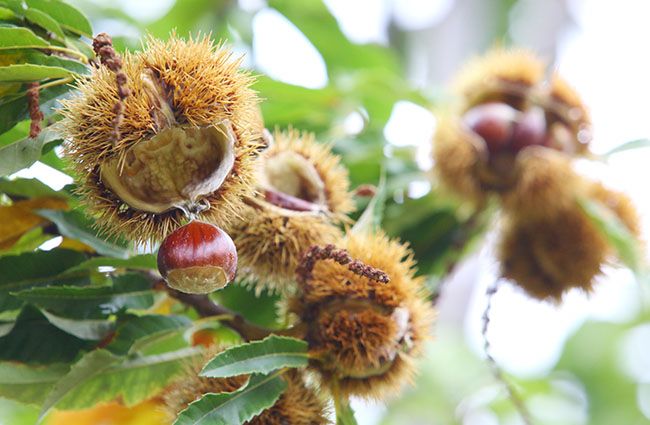 Cuantos Años Tarda En Dar Fruto El Castaño
