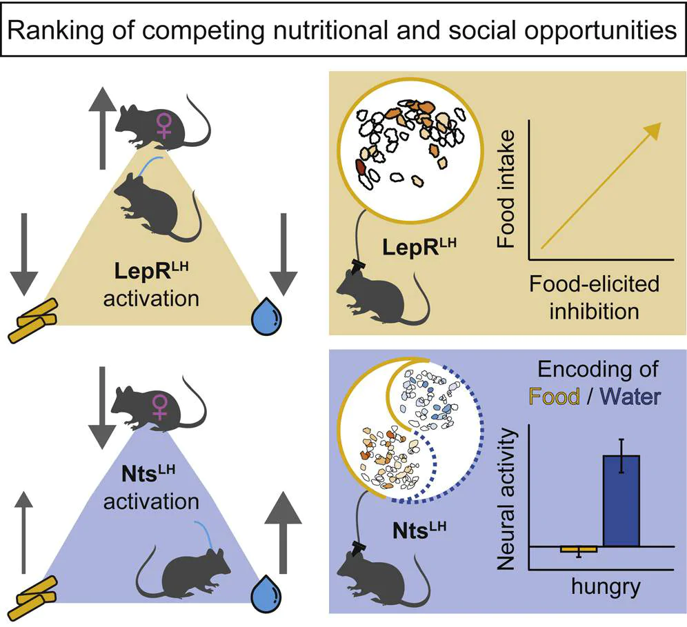Resumen gráfico que explica cómo las hormonas leptina y neurotensina ayudan a los ratones a equilibrar sus necesidades nutricionales y sociales. / Anne Petzold